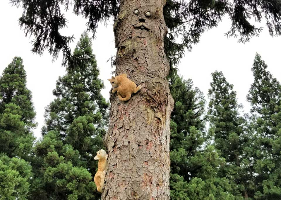 木に登るネコ