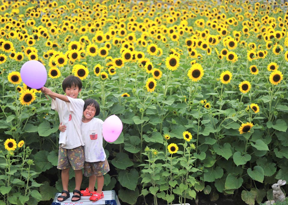 ヒマワリ畑