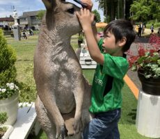 作品No:2　動物大好き<br><br>カンガルーにベタ惚れでした！<br />
いい子いい子してみたり、抱きついてみたり、<br />
可愛がっていました⭐️<br />
いつも、桂公園で遊ばせて頂き<br />
ありがとうございます。<br><br>