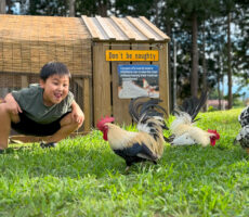作品No:4 ニワトリとボク<br><br>ちょっと怖いけど近寄りたい。<br />
可愛いからもっと傍に行きたいけど、ビビっちゃって行けない。<br />
とゆう、もどかしさがボクの表情に出ています😂<br />
なかなかニワトリをこんなに近くでみれないので、興味津々な息子でした☺️<br />
桂公園は遊具やゴーカートの他にも動物に会えて子供たちの楽しみがギュッとつまっていて親は大変助かっています🫶<br><br>