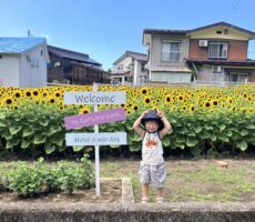 作品No:11 ひまわりと一緒に🌻<br><br>とても綺麗だった見頃なひまわりと一緒に写真を撮りました✧︎*。<br><br>