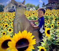 作品No:69 ひまわりスマイル<br><br>大好きなカンガルーさんといっしょで、ひまわりも笑顔も満開です( ^∀^)<br><br>