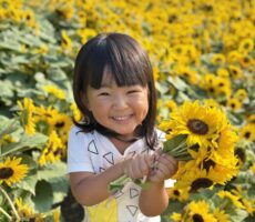 作品No:72 ひまわりブーケ♡<br><br>ひまわり畑が伐採される前に、ひまわりを<br />
頂きに行きました♪ひまわりブーケうれしいな♡<br><br>