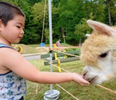 作品No:89 おいしいね(*^^*)<br><br>公園に遊びにきていたアルパカさんと通じ合ったひと時でした。<br><br>