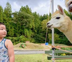 作品No:90 またね…<br><br>公園に遊びにきていたアルパカさん、また会えるかな。<br><br>