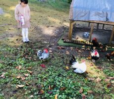 作品No:148 ニワトリさんこんにちは〜<br><br>朝早く公園に行ったらニワトリが小屋の外にいるという、貴重な場面に遭遇しました。<br />
かわいいけど、少し怖かったようで離れて眺めていました。笑<br><br>