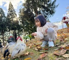 作品No:156　はいどーぞ！<br><br>お散歩中のにわとりさんにごはんをはいどーぞ！<br><br>