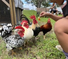 作品No:169　おやつだよー！せいれーつ！<br><br>スタッフさんが木苺をあげてみていいよと言ってくれたので手に持って待ってるとみんなきれいに整列！！笑<br />
一粒の木苺はあっという間になくなりました笑<br><br>